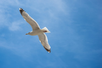 Seagull are flying in the blue sky and clouds background