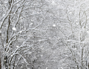 Winter park under the snow. A snowstorm in the city park. Park f