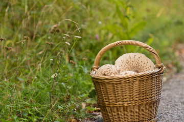 wicker basket full of mushrooms in the forest on the grass