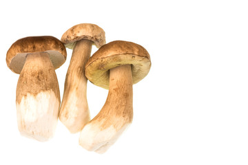 Edible porcini mushrooms on a white background.