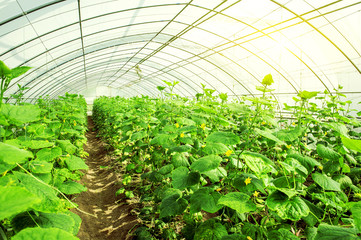 young plants in a greenhouse