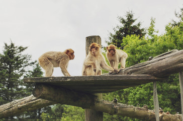 Monkeys