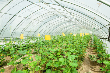 young plants in a greenhouse