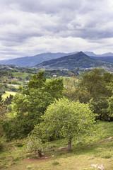 Obraz premium MONTAÑAS Y ÁRBOLES