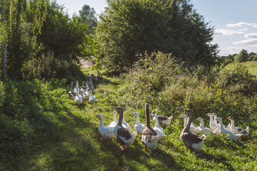 Group of healthy brown and white geese walking along path in countryside summer landscape. Horizontal color photography.