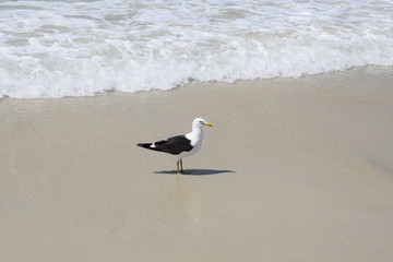 Gaivota preta e branca na areia da praia