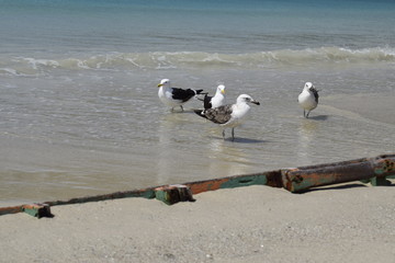 Grupo de gaivotas  na areia da praia