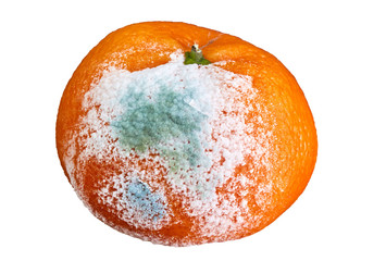 rotten and moldy orange