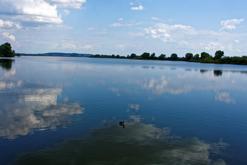 lonely goose on the pond