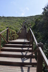 Fototapeta na wymiar Escada de madeira através de colina com vegetação tropical