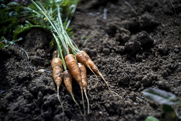 Fresh carrot at soil background, farmer style photo