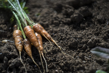 Fresh carrot at soil background, farmer style photo