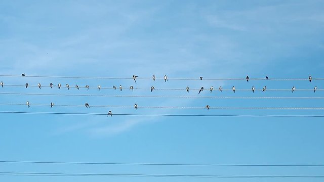 Black and white birds sitting on electric wires and prinking. Blue sky covered with light clouds. Flock of birds and summer sky