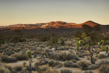 Fototapeta premium Joshua Tree Landscape