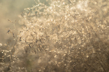 water dropd on dried grass