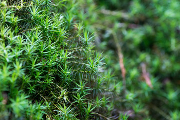 green moss leaves macro