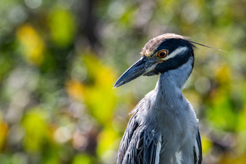Yellow Crown Night Heron Portrait