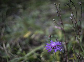 Purple cornflower isolated at green and brown field background