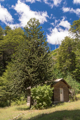 Small shelter near a forest in the mountains / Wood cabin isolated in the wilderness / Bariloche, Patagonia Argentina