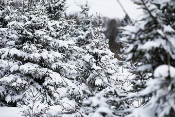 Landscape in the winter cloudy day