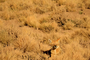 One Sleepy Andean Fox Sunbathing among Desert Brush Field, Atacama Desert of Northern Chile, South...