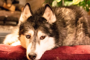 Siberian Husky Resting
