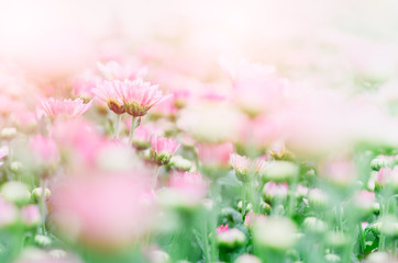 Pink and white Chrysanthemum Flower in garden