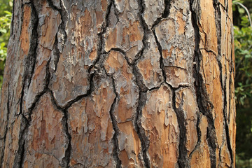 Lebanese cedar. Background of cedar tree bark