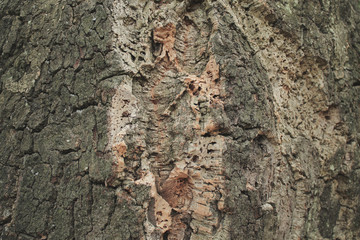 cork tree. bark. abstract background oak cork