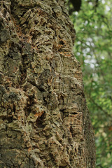 cork tree. bark. abstract background oak cork