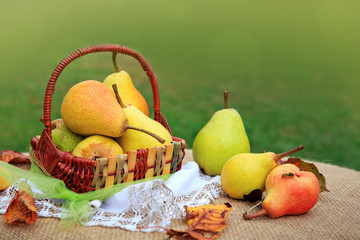 Basket of fresh pears in the garden