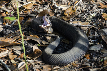 Cotton Mouth Water Moccasin 
