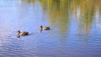 A small lake in the Park. Wild ducks swimming on the lake. The reflection of sky and trees in the water of the lake. A beautiful scenic place