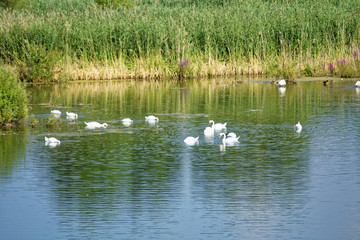 Naklejka na ściany i meble a flock of swans on the lake.