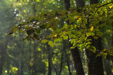 tree's branch in outdoor park natural environment, copy space