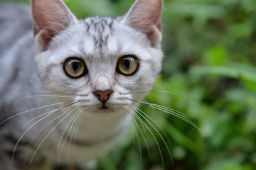 Kitten in the garden