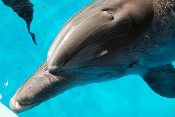 Fototapeta premium bottlenose dolphin swimming in blue water. Dolphin Assisted Therapy