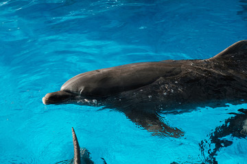 Obraz premium butlonos pływanie w błękitnej wodzie. Terapia wspomagana delfinami