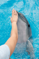 woman touching bottlenose dolphin in blue water. Coach training a dolphin. Dolphin Assisted Therapy
