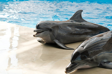 Fototapeta premium two dolphins on stage. Dolphin Assisted Therapy