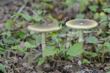 Amanita phalloides fungus,  commonly known as the death cap. Two deadly poisonous fungus 