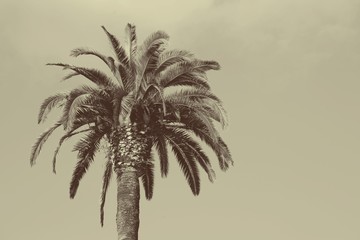 Palm tree / Palm