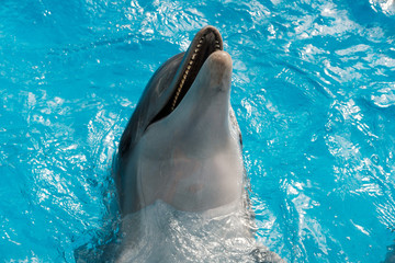 Obraz premium bottlenose dolphin swimming in blue water. Dolphin Assisted Therapy