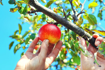  Apple tree branch and hands. Autumn harvest in orchard.A woman hand picking a red ripe apple from the apple tree