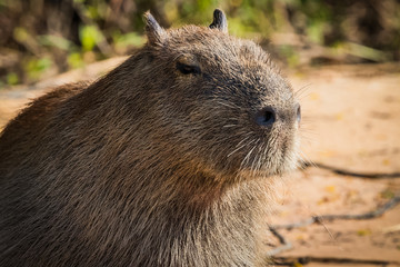 capybara in nature
