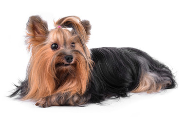 yorkshire terrier isolated on white