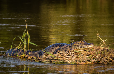 caiman in nature.