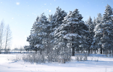 magic pine forest in winter season in snow