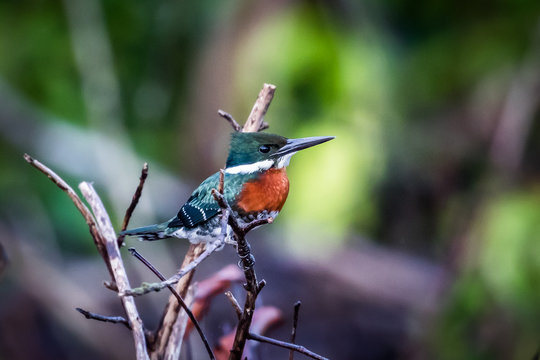 Amazon Kingfisher