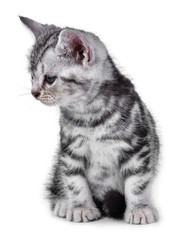 Fototapeta premium Pet kitten on the white background